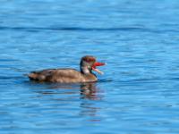 Kolbenente Männchen